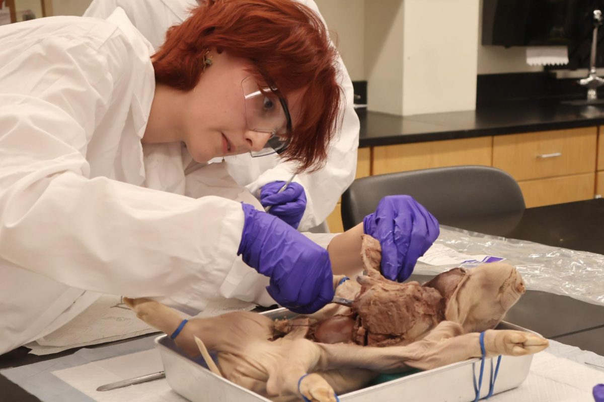 Focused, Nina Stockinger '25 cuts out her pig's organ block, the attached clump of organs revealed after the Y incision. Her group suspected poison in their pig's bloodstream due to its discolored organs and internal bleeding..