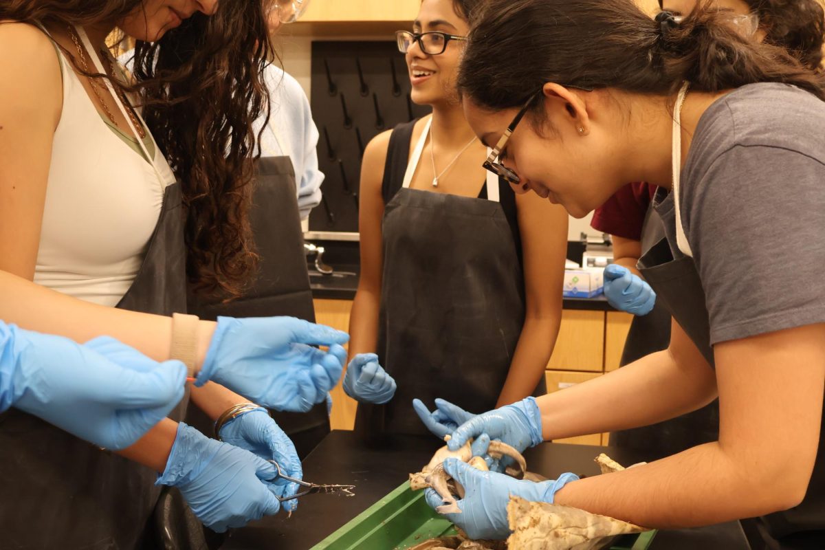 Surrounded by a small crowd, Hasya Pamu '26 holds up a shark fetus her group discovered within their specimen. Pamu's group was the first to find fetuses within their sharks.